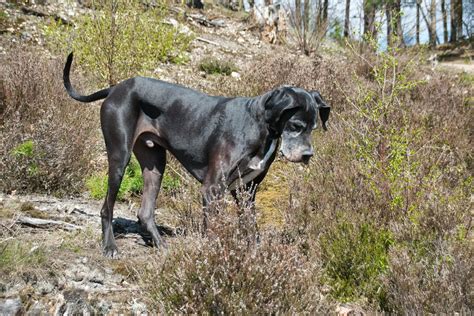 dog saxy|10 Sexy Dog Breeds: Unveiling the Allure of Dog Beauty.